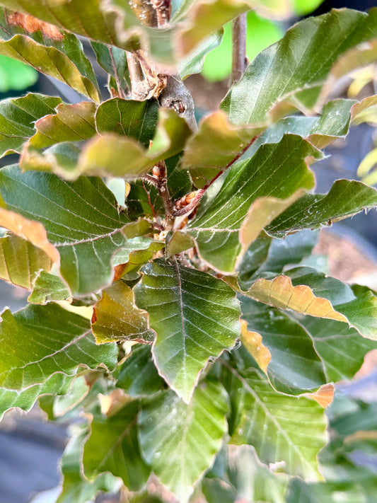 Fagus sylvatica 'Dawyck Purple' (Purple European Beech) Tree