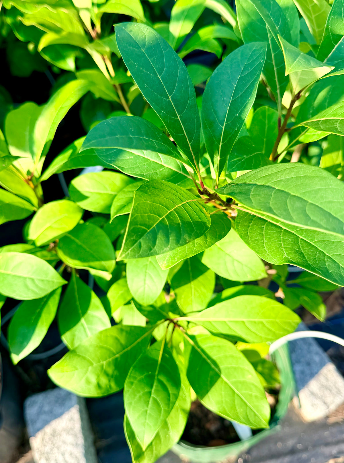 Chionanthus virginicus (White Fringe) Tree