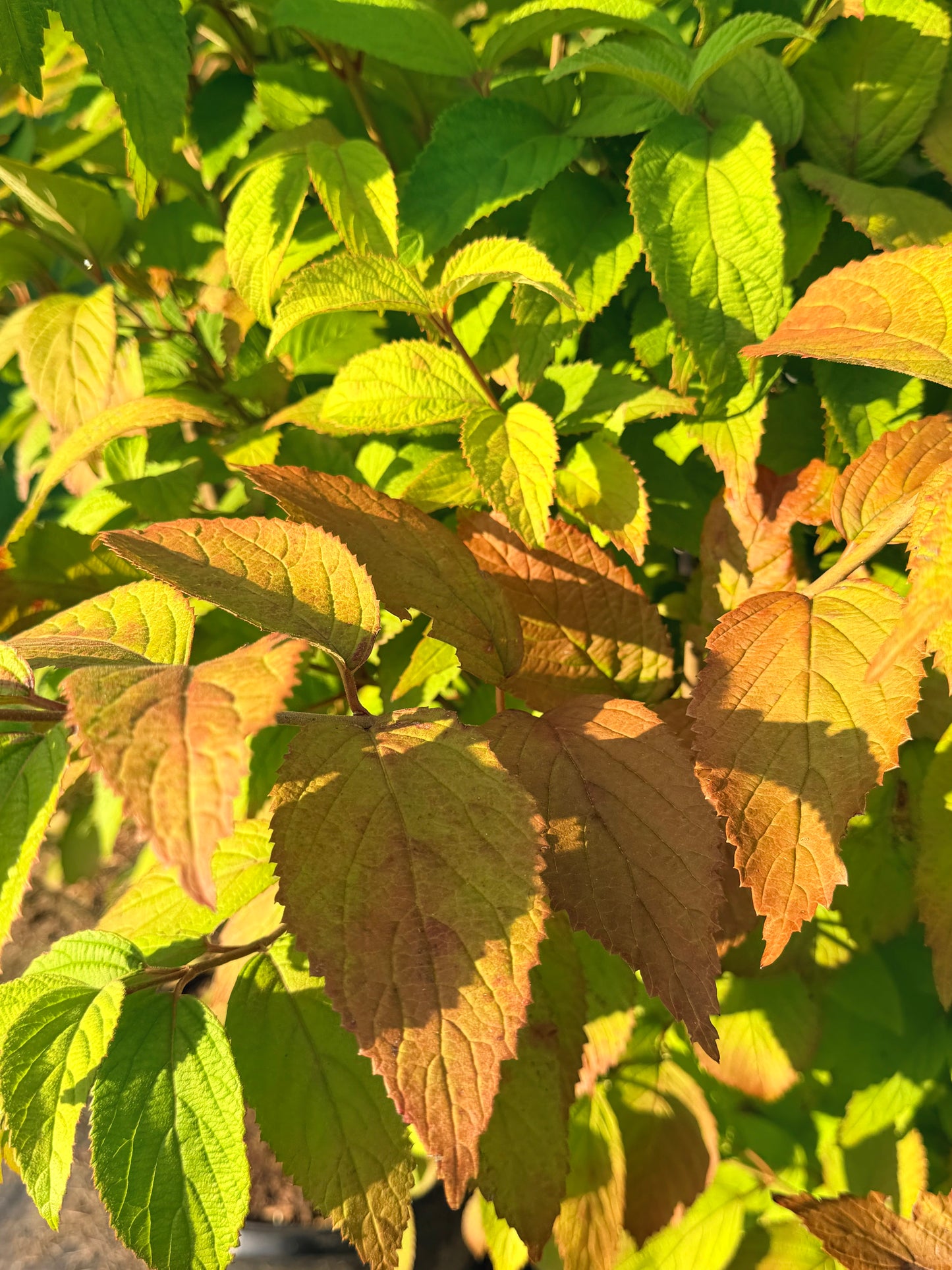 Viburnum 'Shasta' (Doublefile Viburnum)