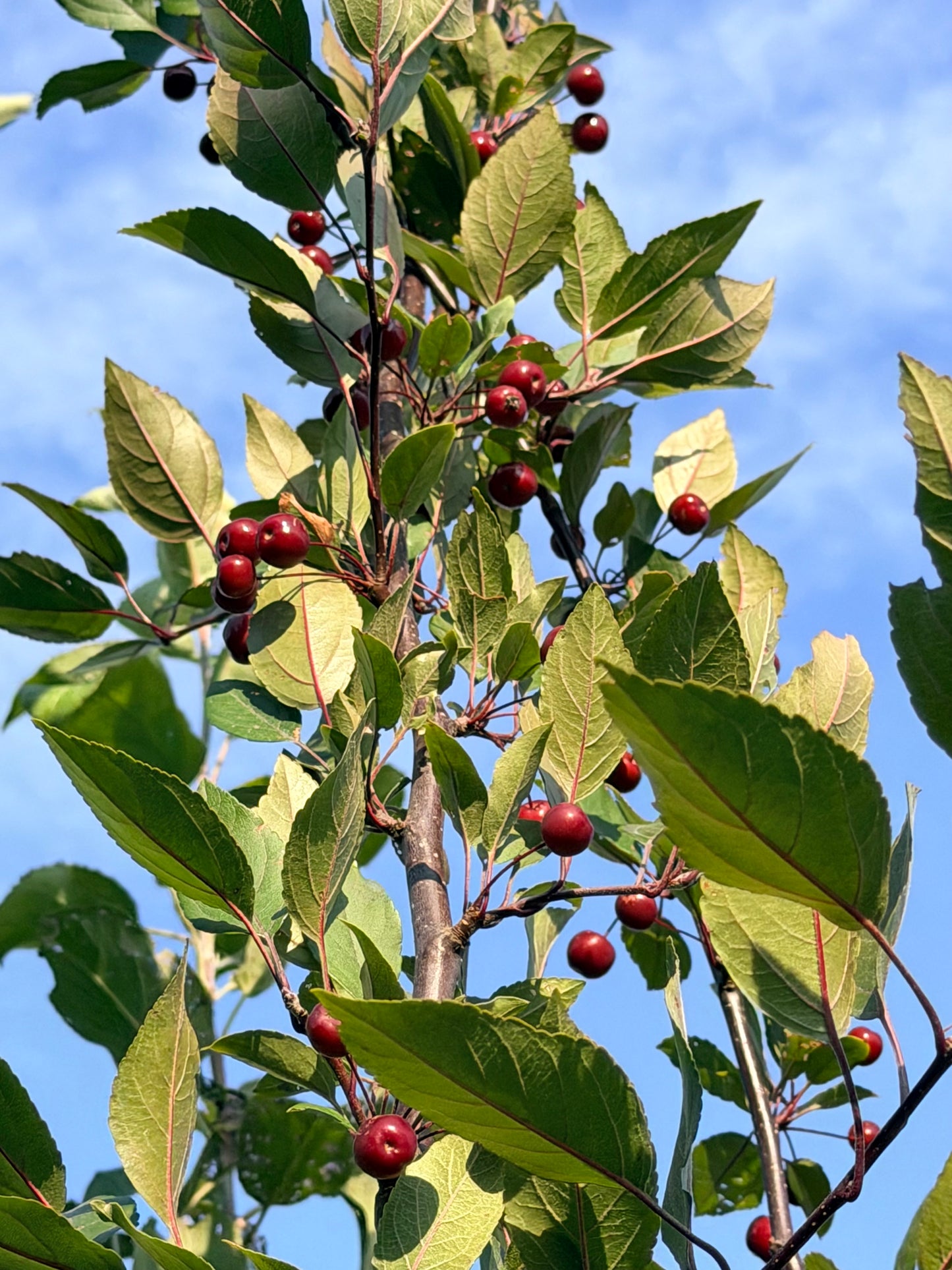 Malus 'Profusion' (Crab Apple) Tree