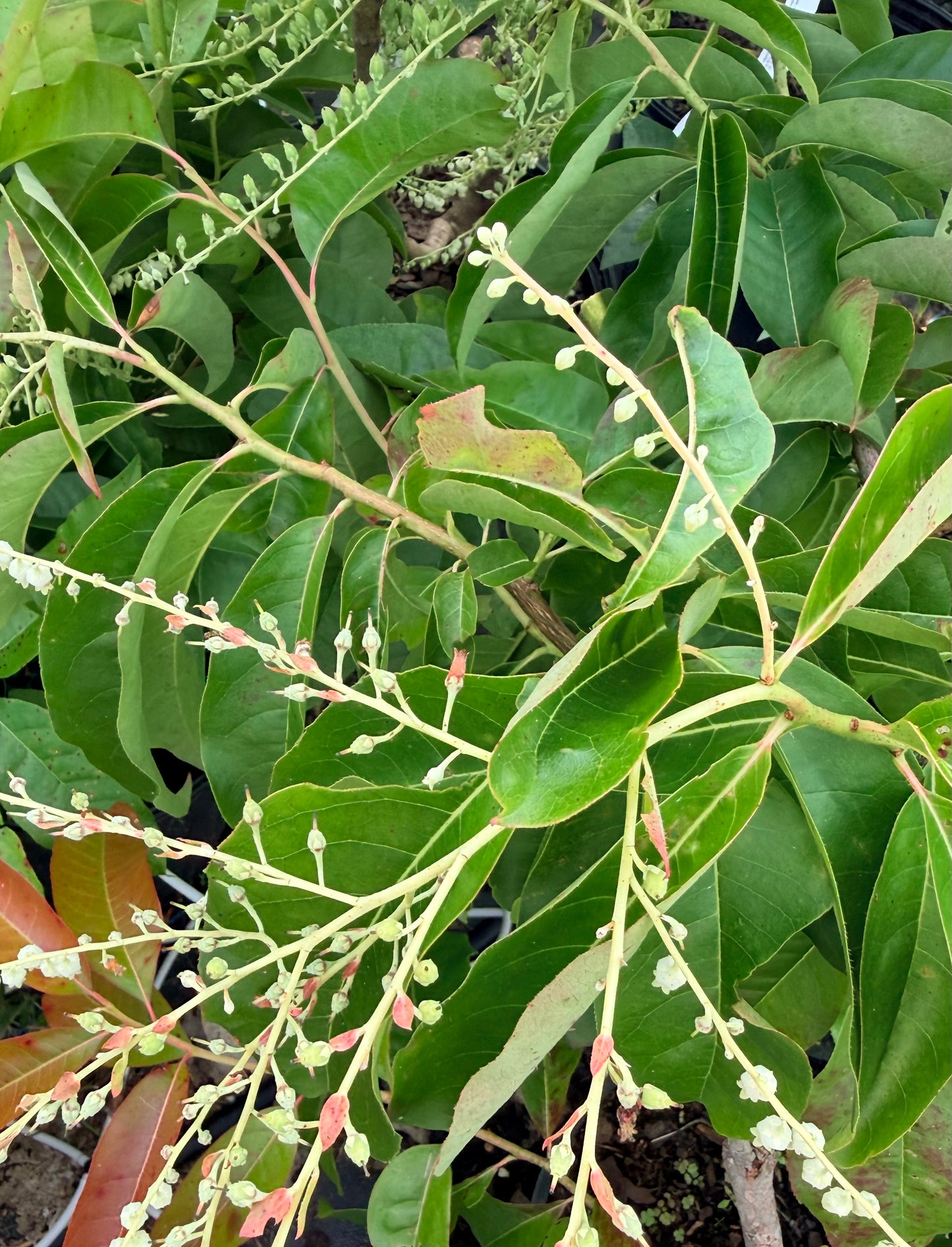 Oxydendrum arboreum (Sourwood) Tree