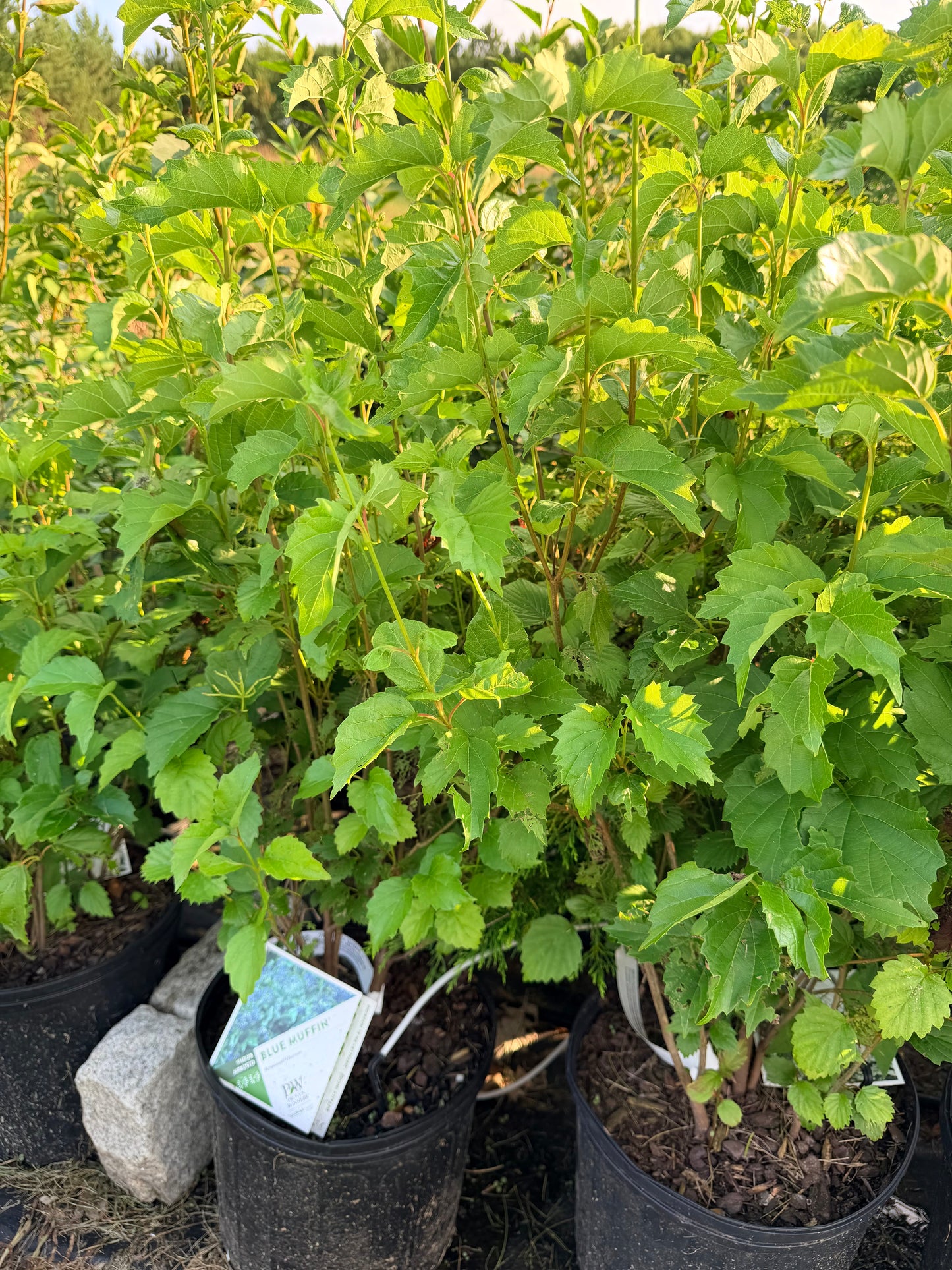 Viburnum dentatum 'Blue Muffin'®