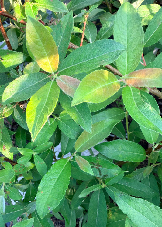 Salix 'Winter Glory' (Snake Willow) Pussy willow