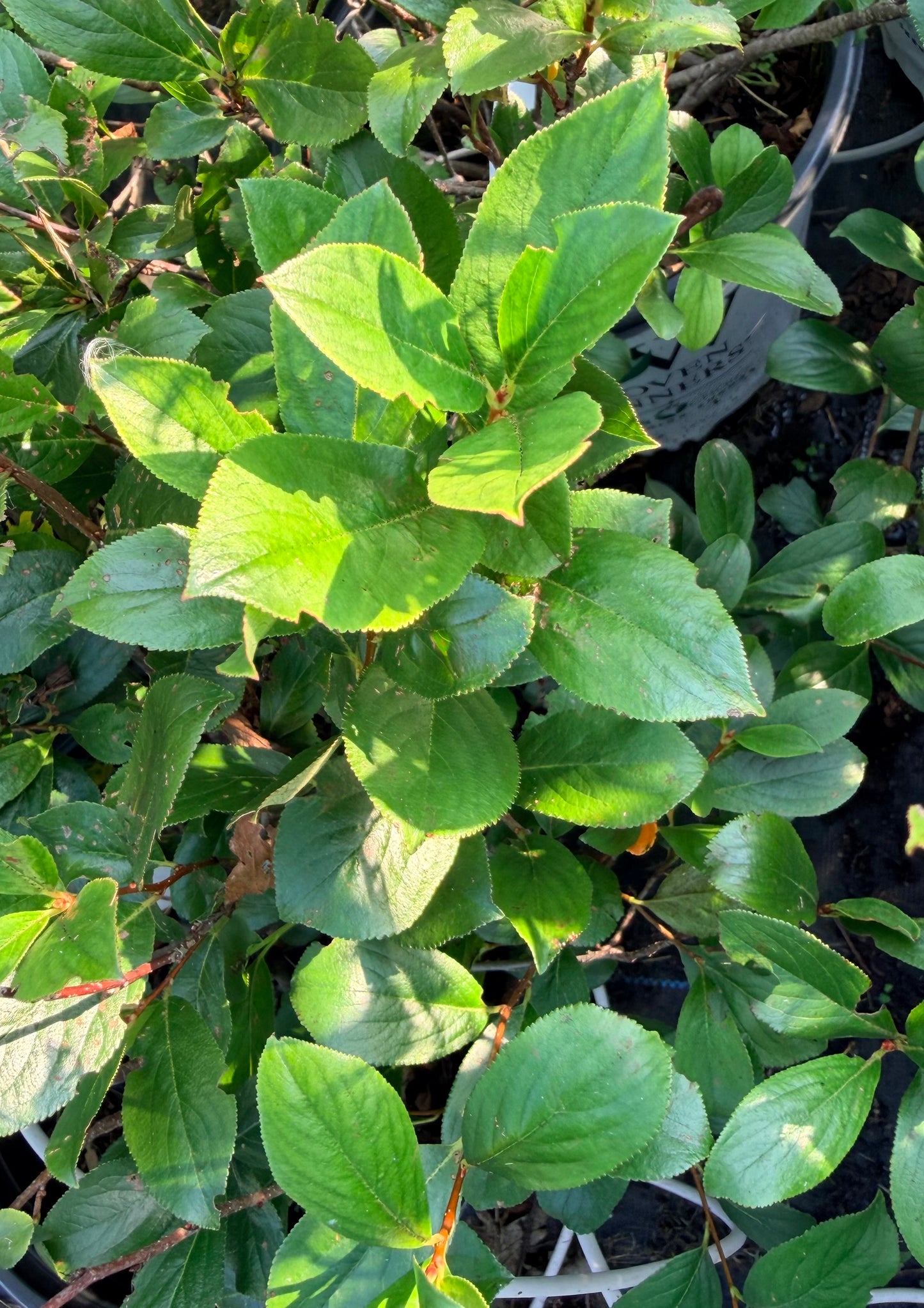 Aronia melanocarpa Low Scape Mound® (Chokeberry)