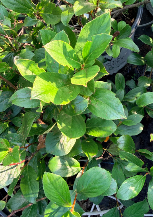 Aronia melanocarpa Low Scape Mound® (Chokeberry)