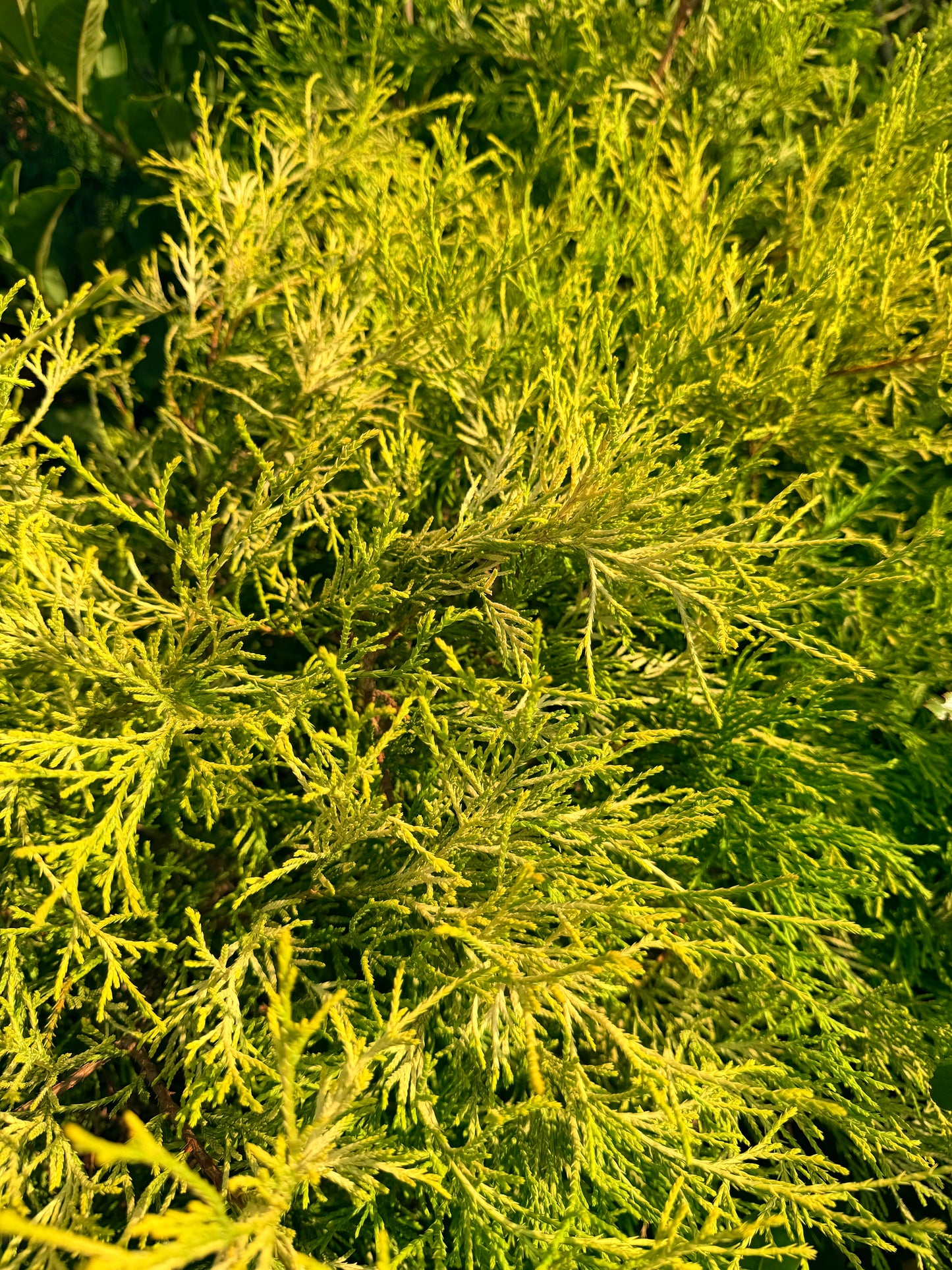 Chamaecyparis pisifera 'Golden Mop'