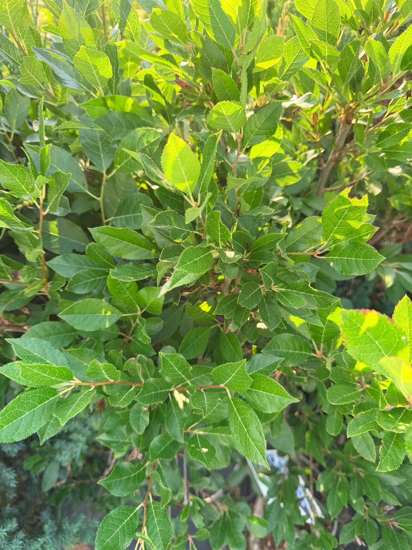 Ilex verticullata 'Little Goblin Guy' & Little Goblin® Red - Winterberry