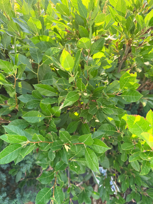 Ilex verticullata 'Little Goblin Guy' & Little Goblin® Red - Winterberry