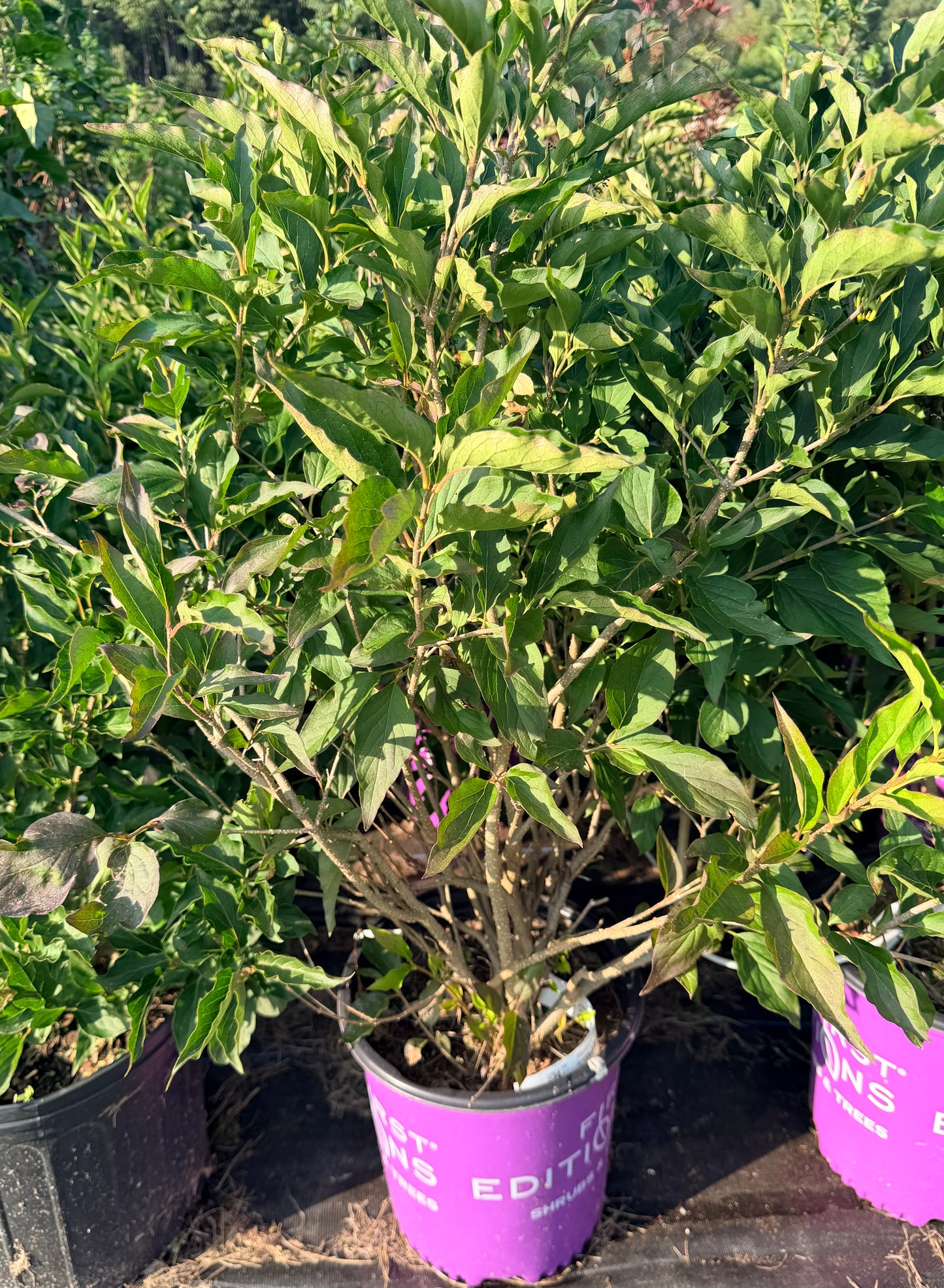 Syringa x First Editions® 'Little Lady'™ (Lilac)