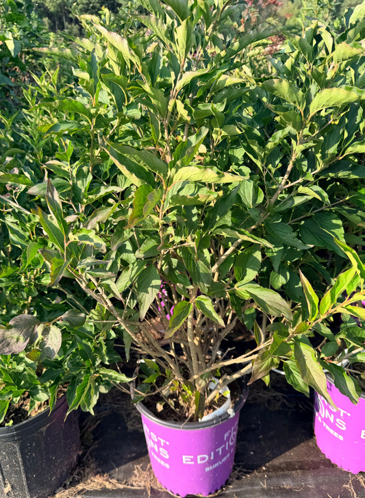 Syringa x First Editions® 'Little Lady'™ (Lilac)