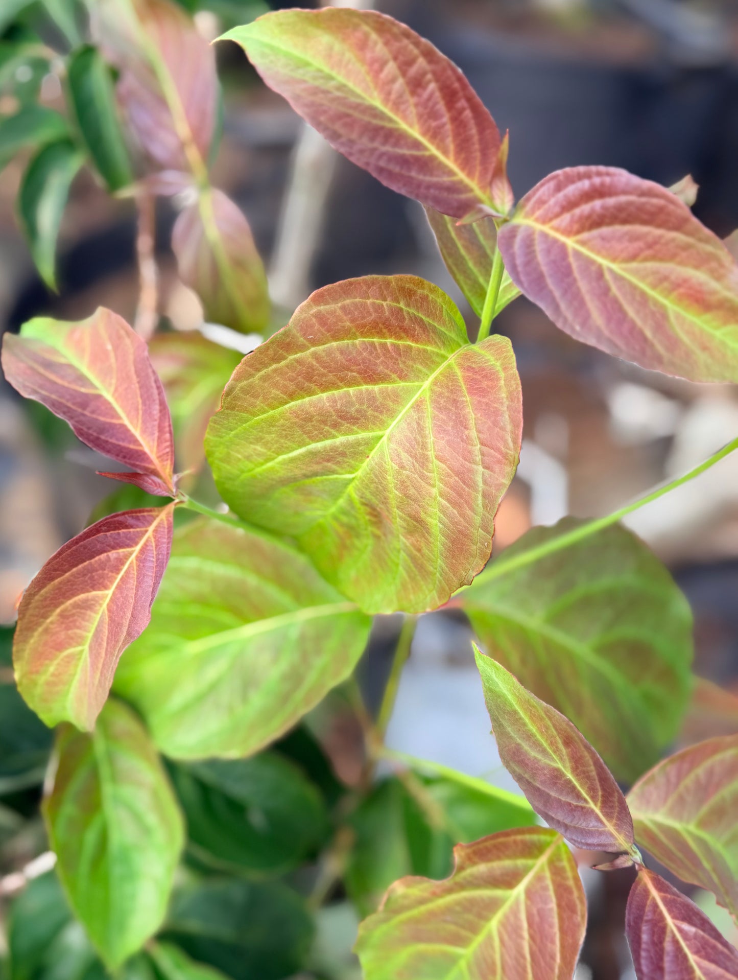 Cornus florida 'Cherokee Brave' (Flowering Dogwood Tree)
