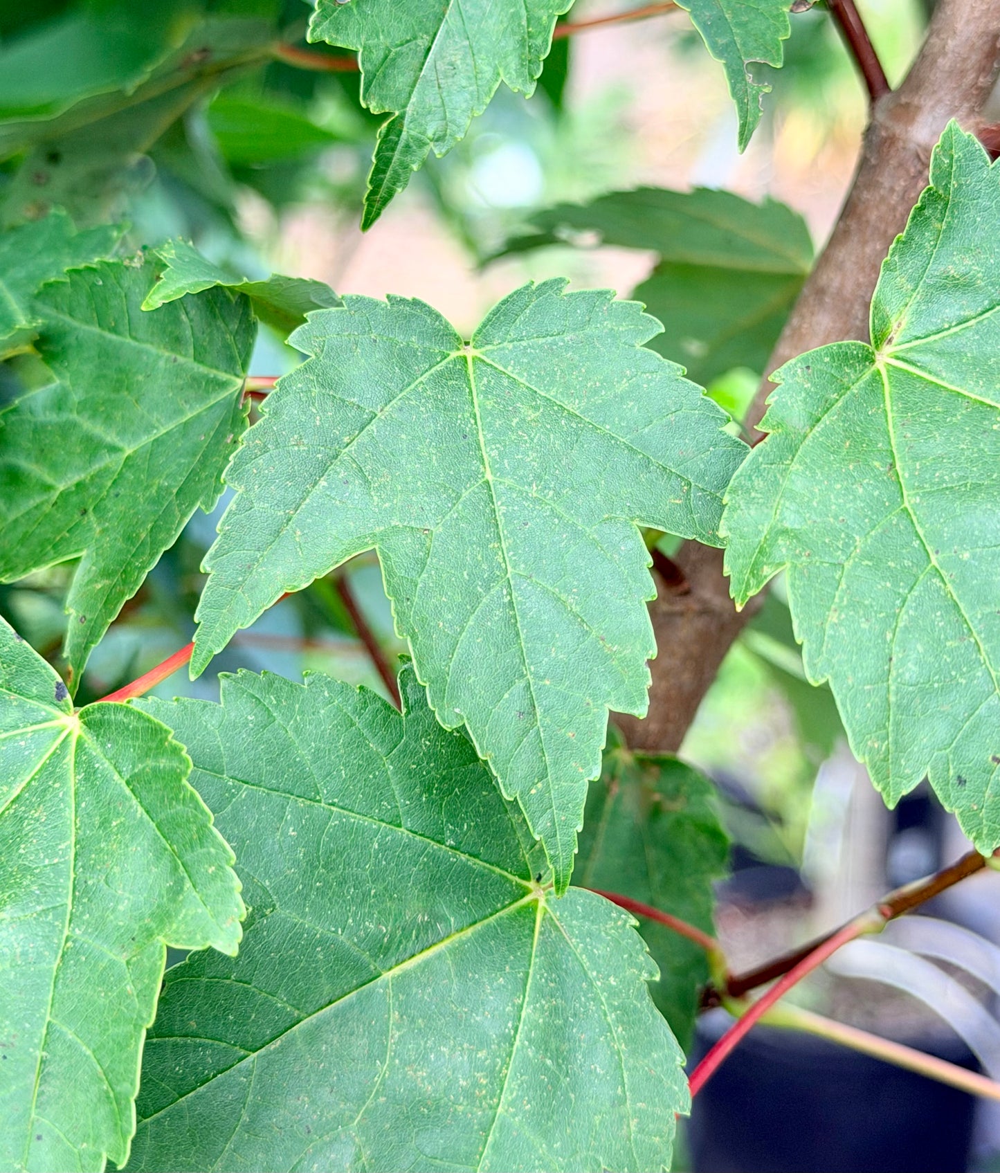 Acer rubrum 'Magnificent Magenta' Burgundy Belle® Tree