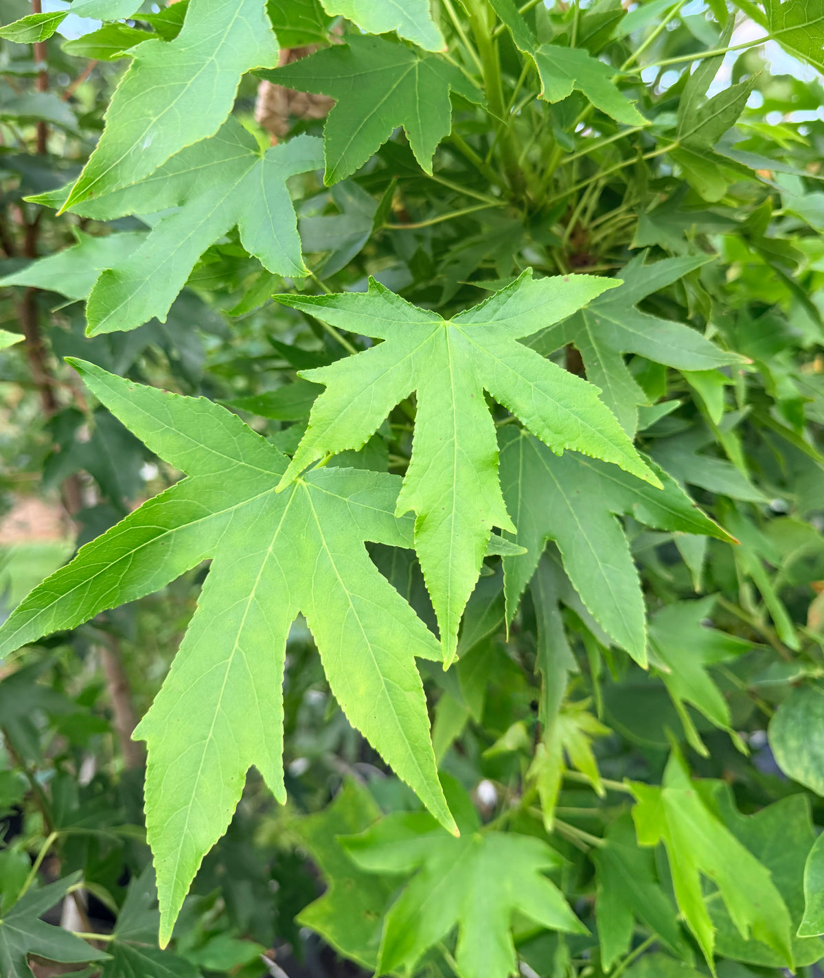 Liquidambar styraciflua 'Worplesdon' (Sweetgum)