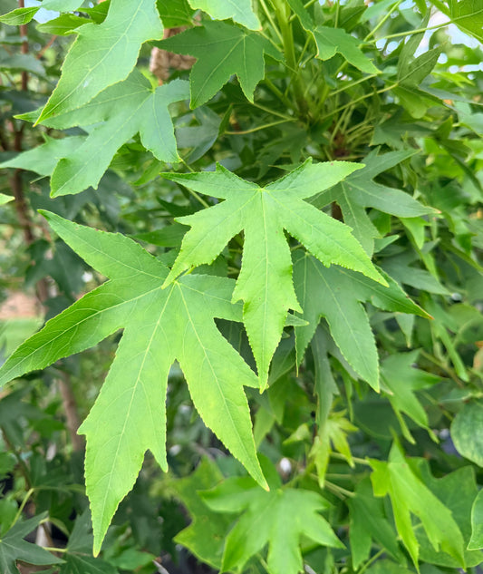 Liquidambar styraciflua 'Worplesdon' (Sweetgum)