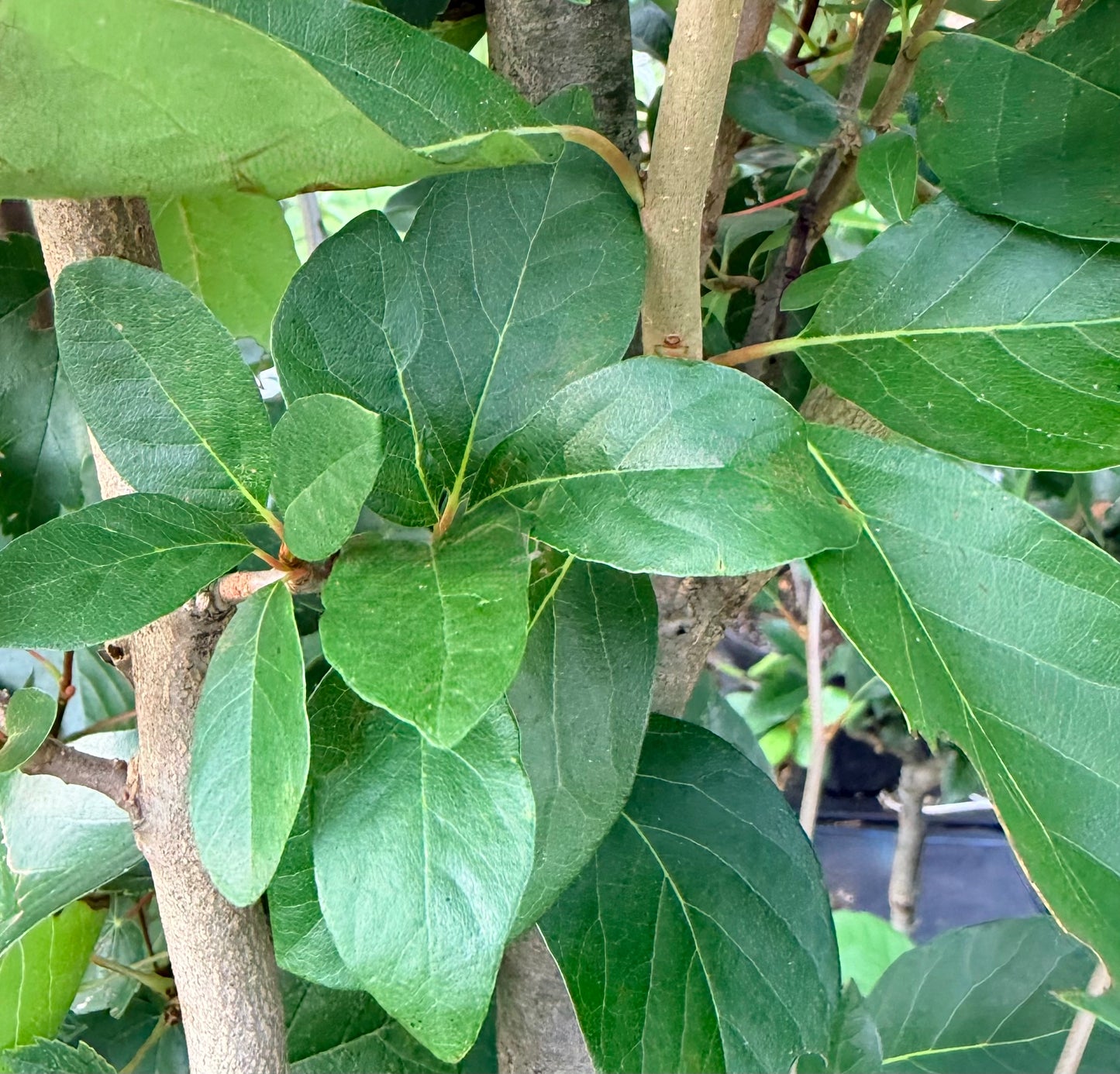 Nyssa sylvatica 'Tupelo Tower' (Black Gum) Tree