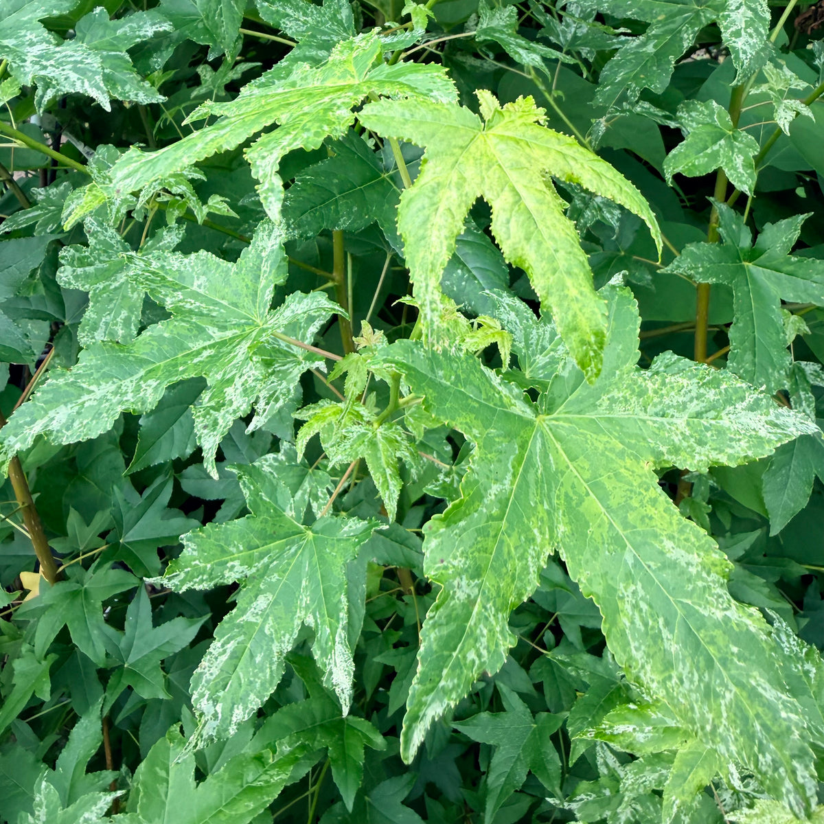 Liquidambar styraciflua 'Frosty' (Sweetgum) Tree