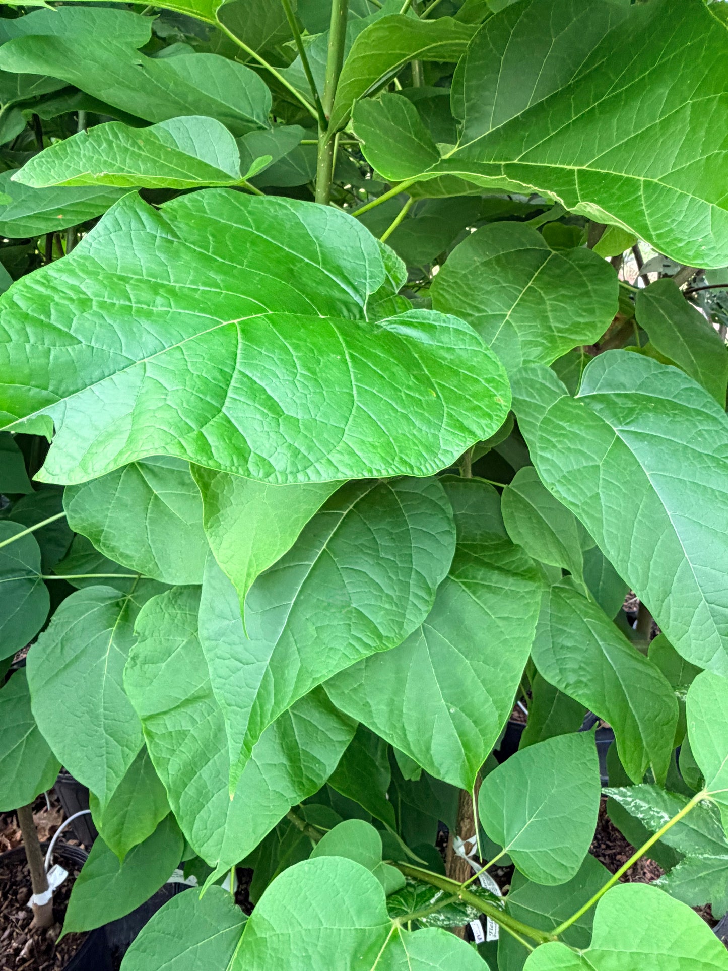 Catalpa speciosa (Northern Catalpa)