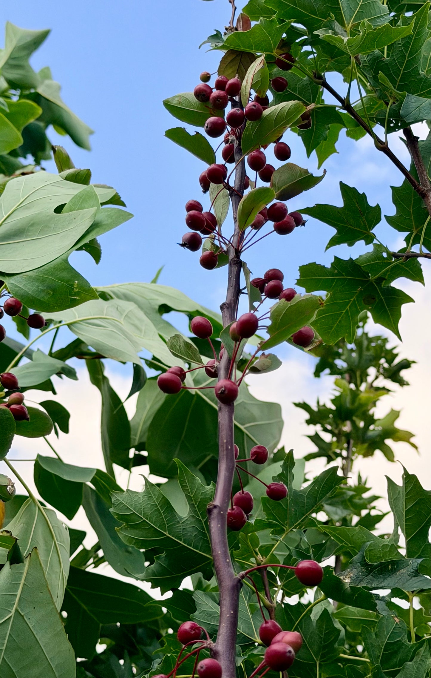 Malus 'Adams' (Crab Apple) Tree