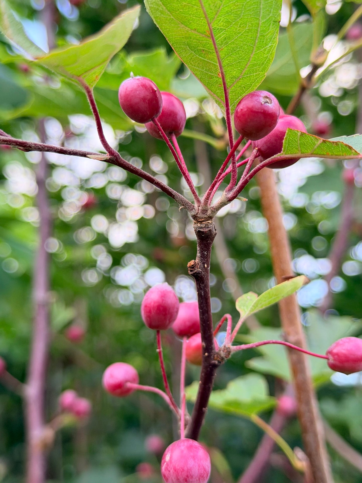 Malus 'Adams' (Crab Apple) Tree