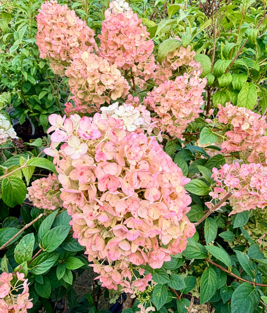Hydrangea paniculata 'Strawberry Sundae'