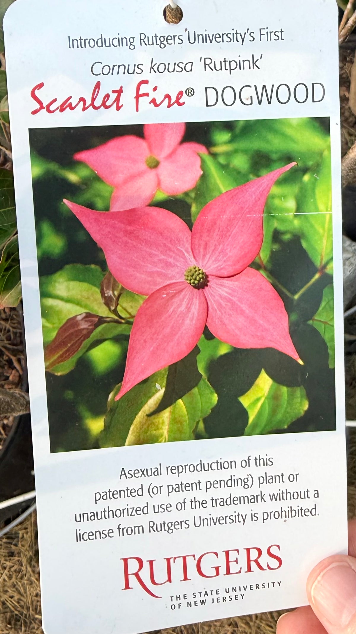 Cornus kousa 'Rutpink’Scarlet Fire® ( Flowering Dogwood) Tree