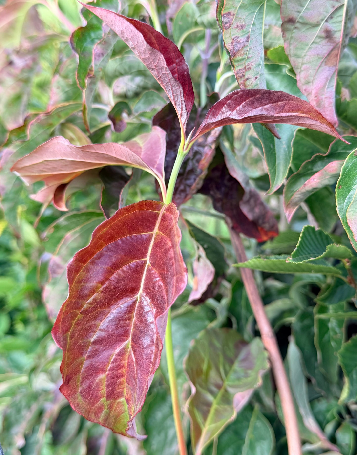 Cornus florida 'Ragin' Red' (Flowering Dogwood) Tree