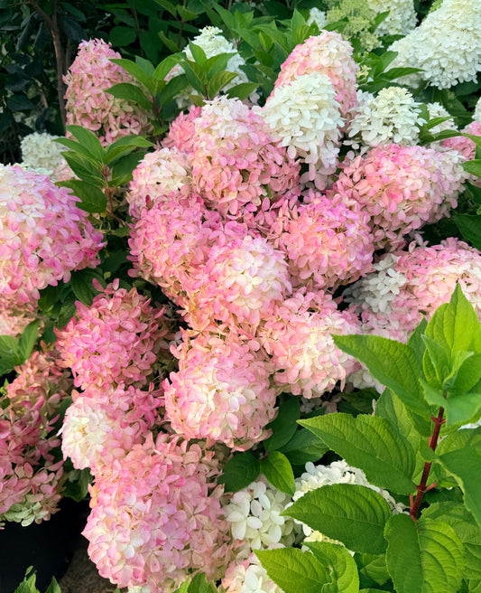 Hydrangea paniculata 'Quick Fire Fab' - (Shrub)