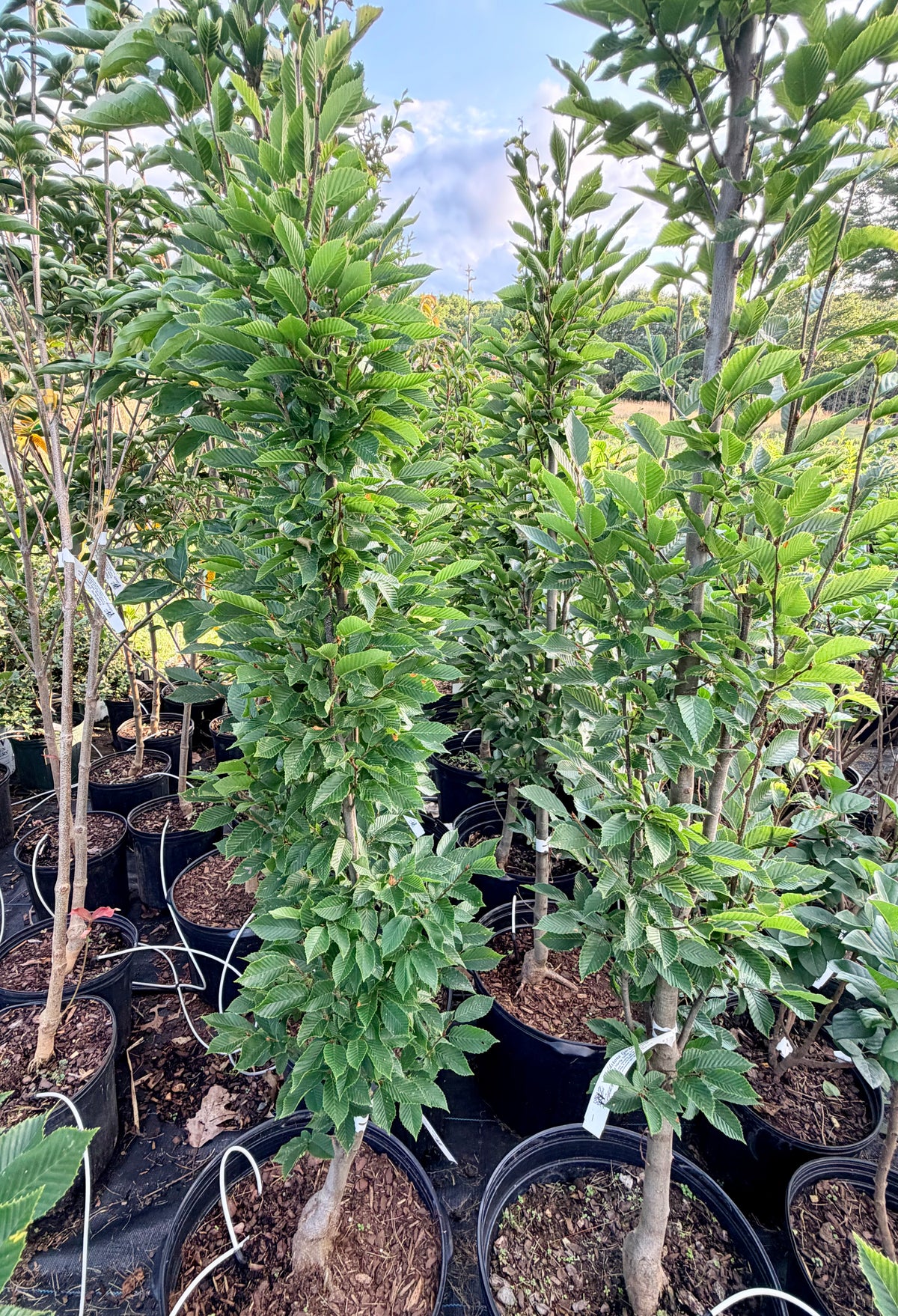 Carpinus betulus 'Frans Fontaine' (European Hornbeam) Tree