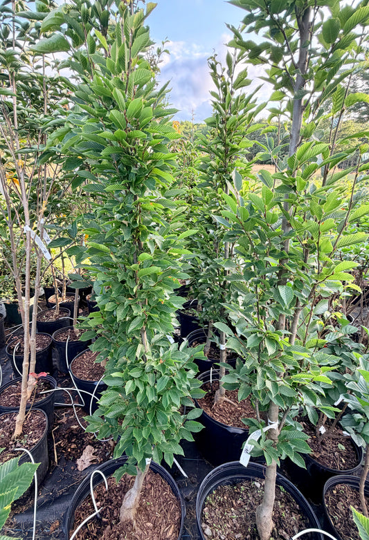 Carpinus betulus 'Frans Fontaine' (European Hornbeam) Tree