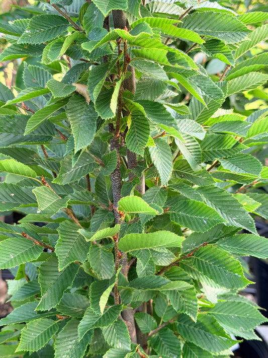Carpinus betulus 'Frans Fontaine' (European Hornbeam) Tree