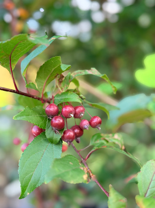 Malus 'Prairiefire' (Crab Apple) Tree