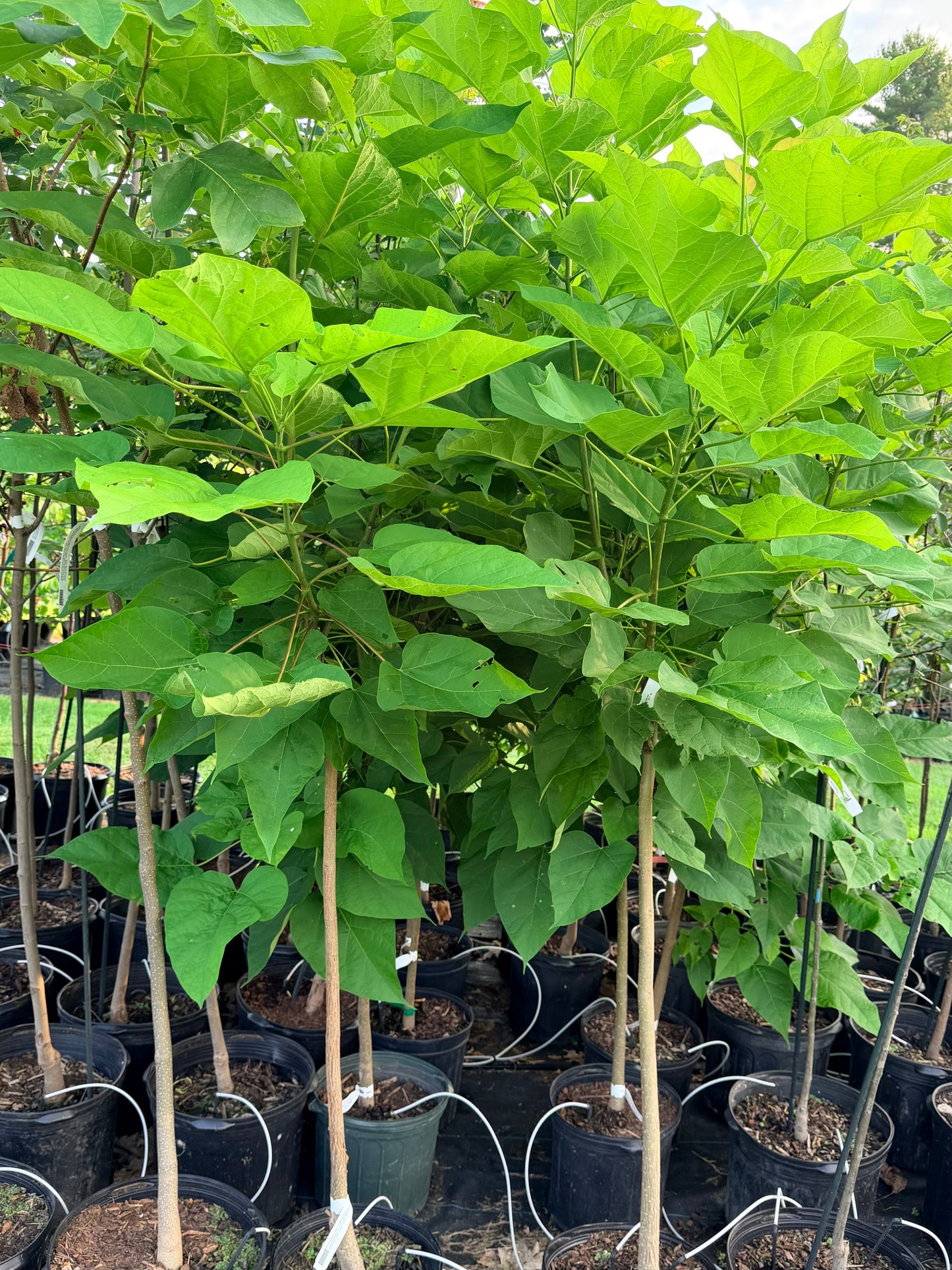 Catalpa speciosa (Northern Catalpa)
