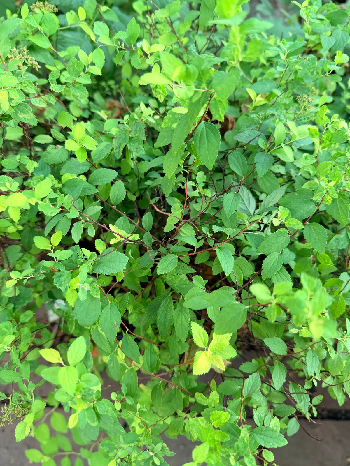 Spiraea ‘Sundrop’