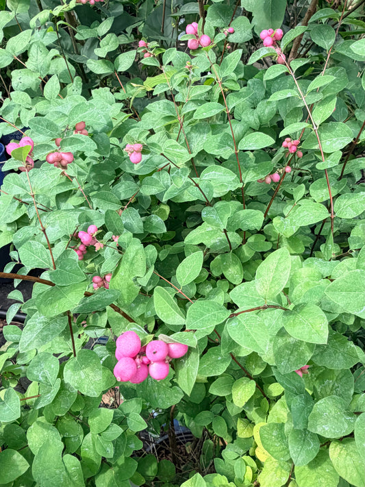 Symphoricarpos × doorenbosii ‘Pinky Promise’™ — Coralberry