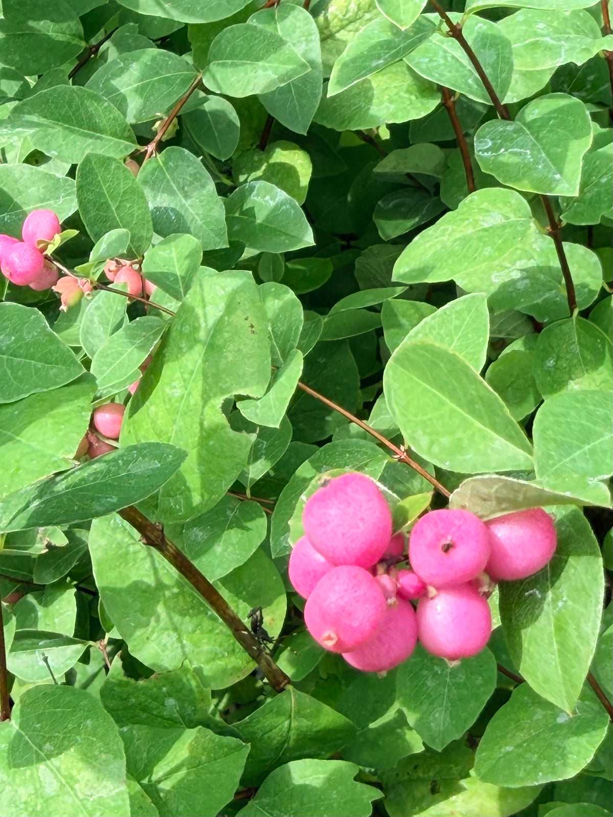Symphoricarpos × doorenbosii ‘Pinky Promise’™ — Coralberry