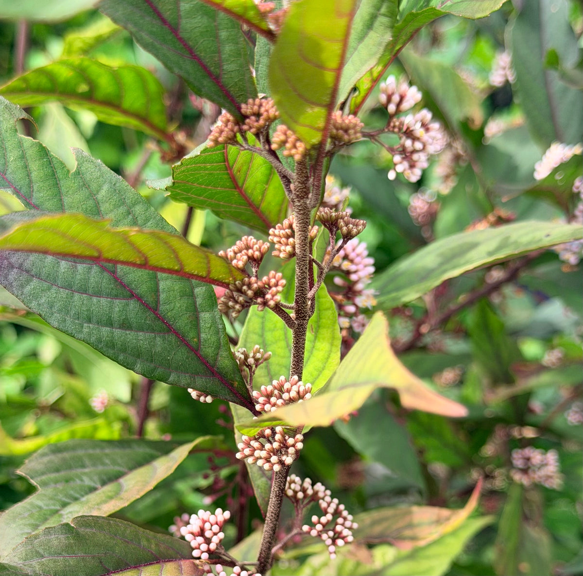 Callicarpa x Pearl Glam® (Beautyberry)
