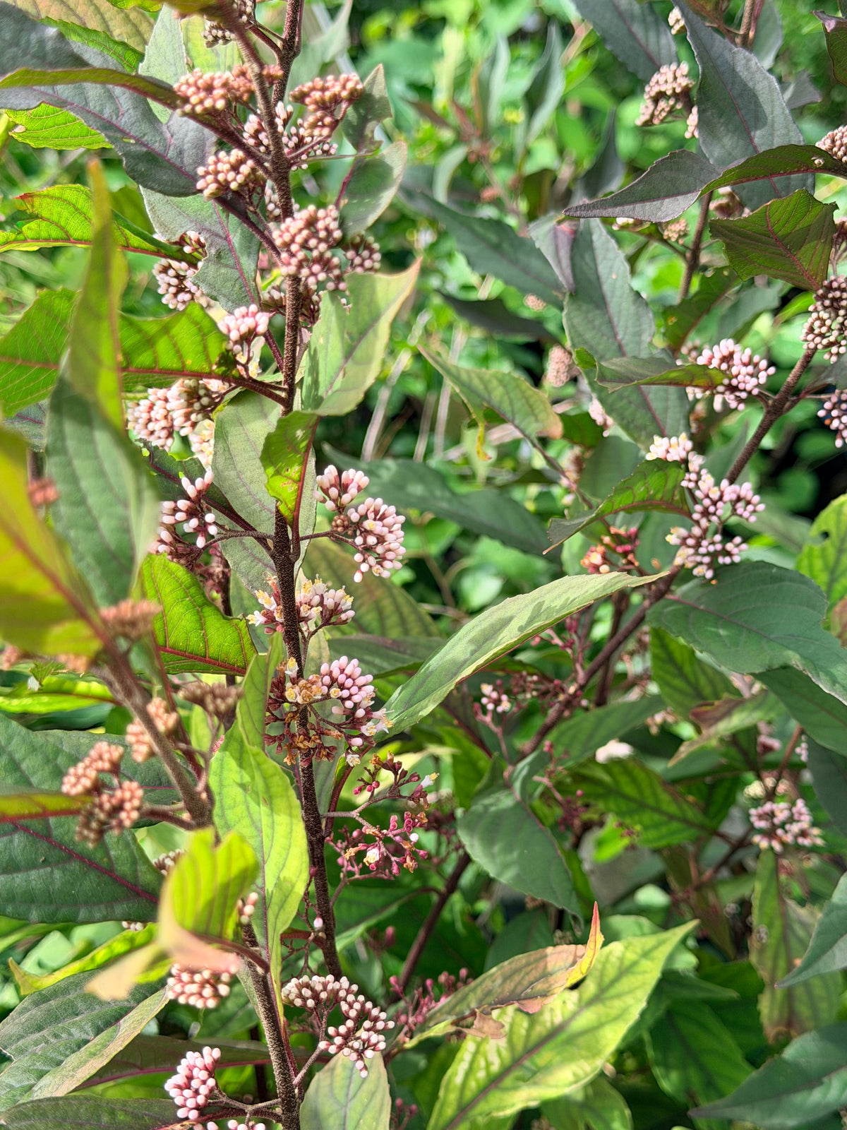 Callicarpa x Pearl Glam® (Beautyberry)