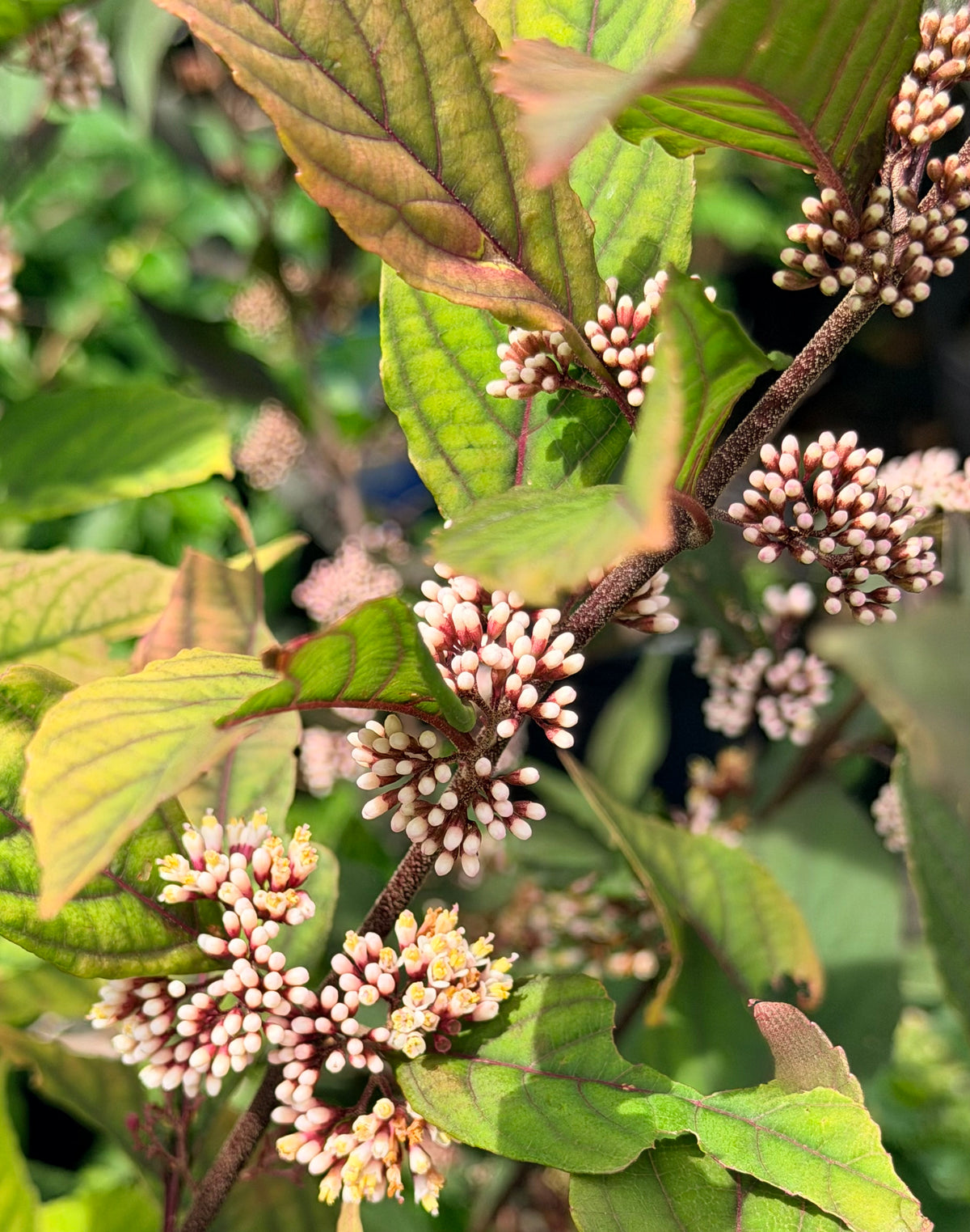 Callicarpa x Pearl Glam® (Beautyberry)