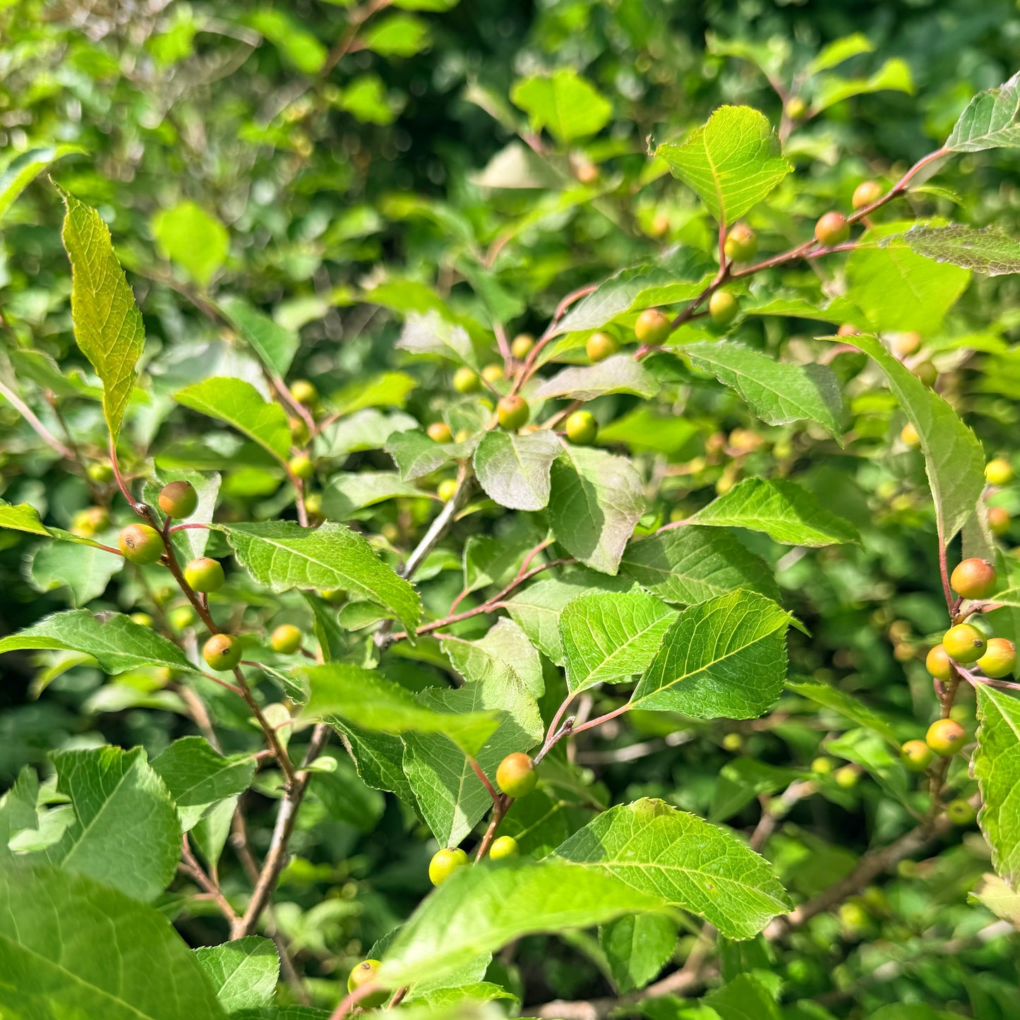 Ilex verticillata 'Wildfire' (Winterberry Holly)