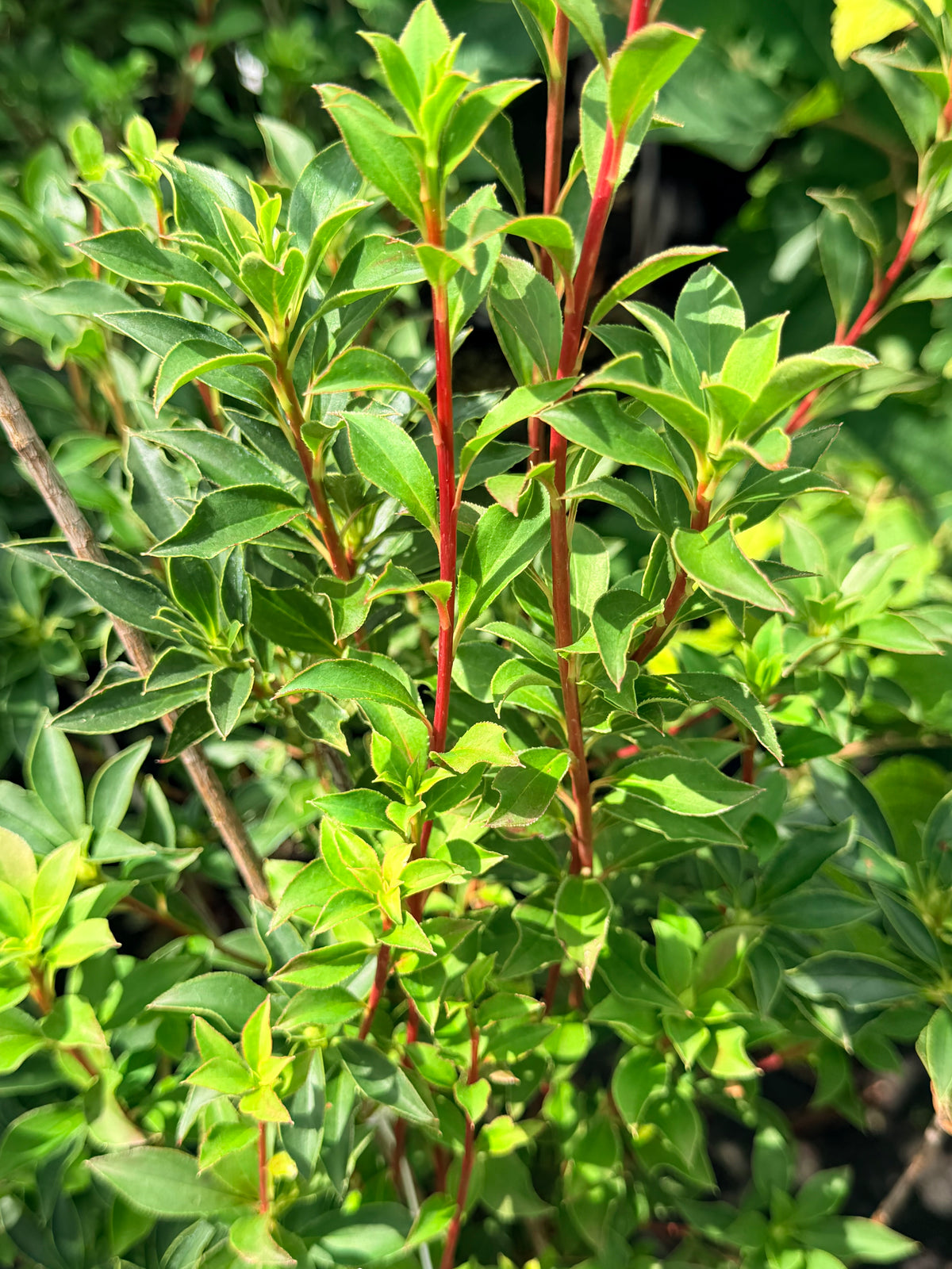 Enkianthus campanulatus ‘Showy Lantern’