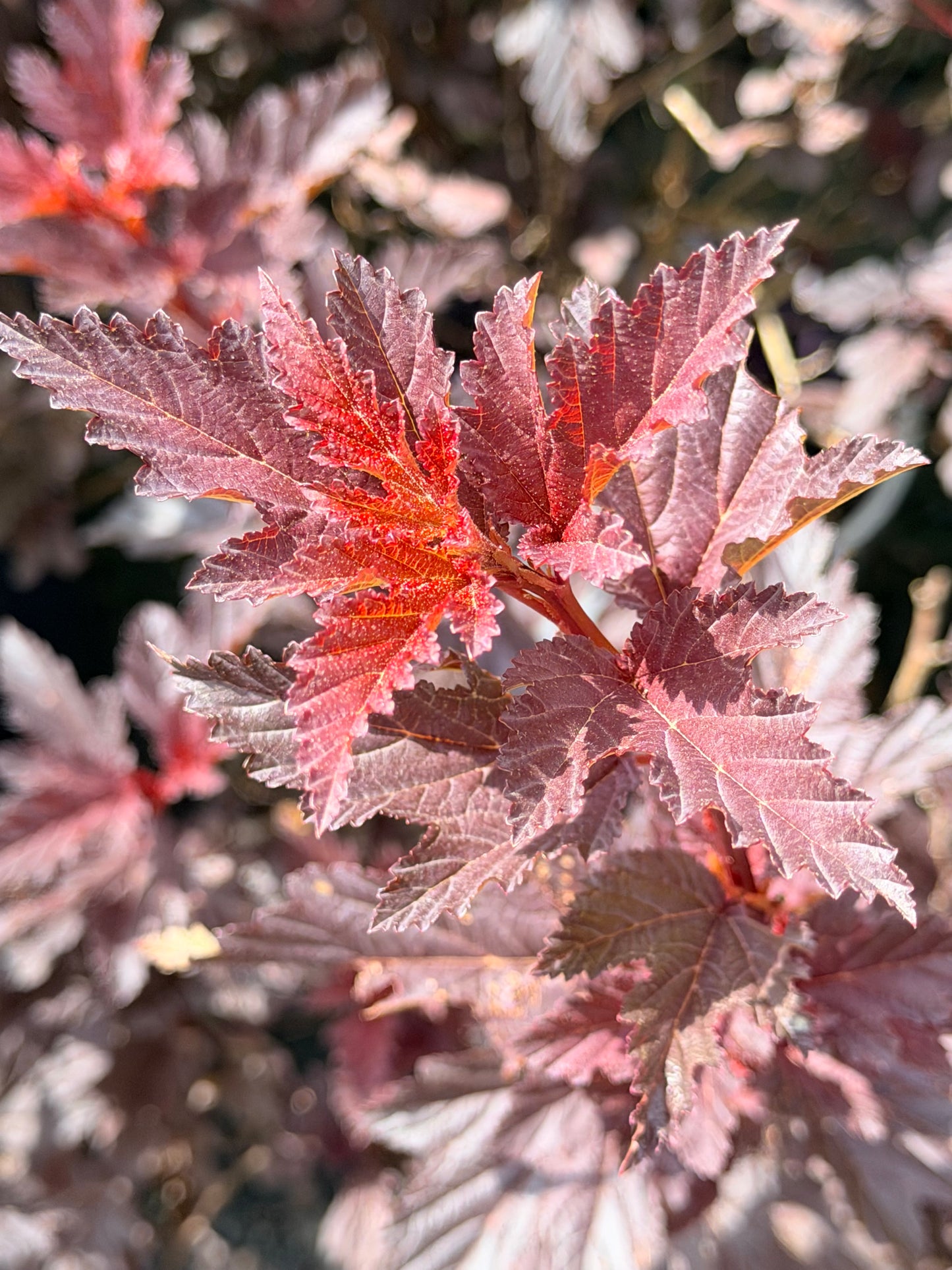 Physocarpus opulifolius 'Fireside' (Ninebark)