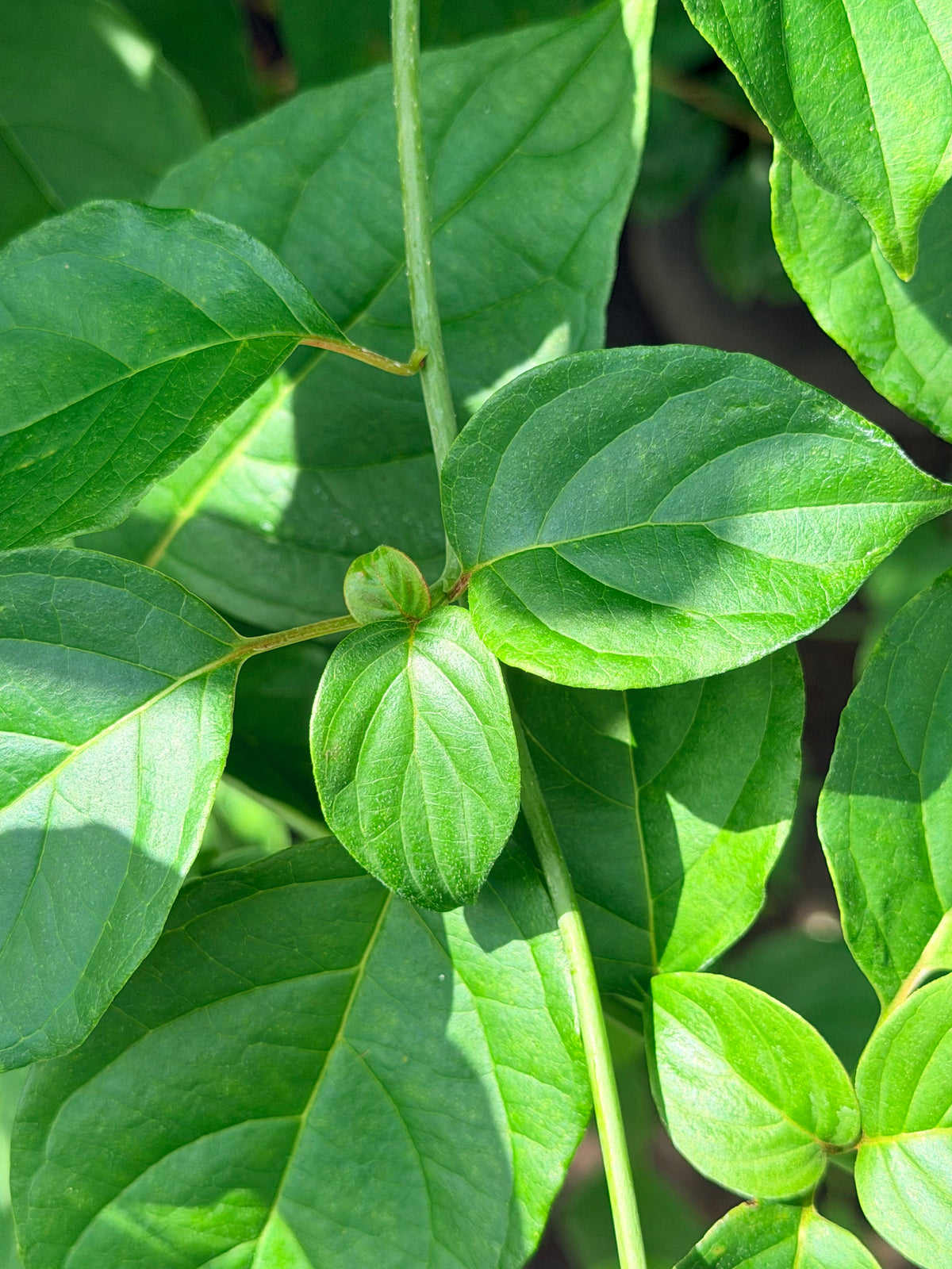 Cornus alternifolia (Pagoda Dogwood)