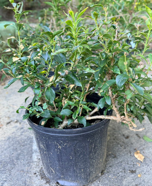 Forsythia x ‘Show Off® Sugar Baby®’