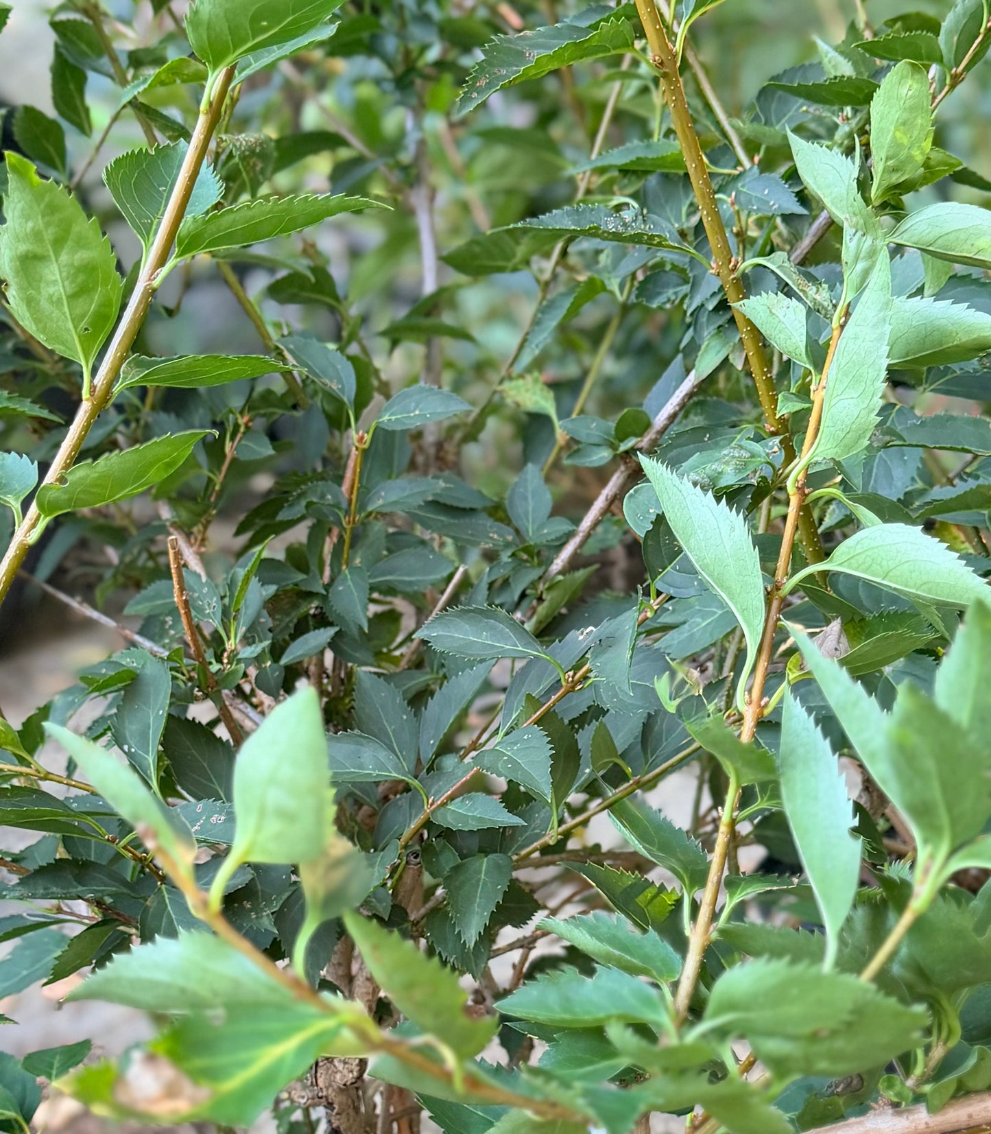 Forsythia ‘Flying Machine’ (Forsythia koreana ‘Sunny’)