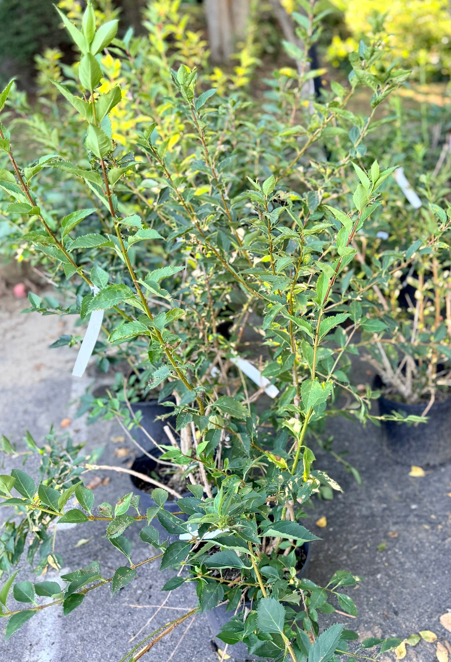 Forsythia ‘Flying Machine’ (Forsythia koreana ‘Sunny’)