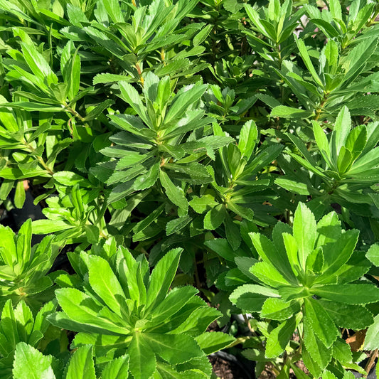 Nipponanthemum nipponicum (Nippon Daisy or Montauk Daisy)