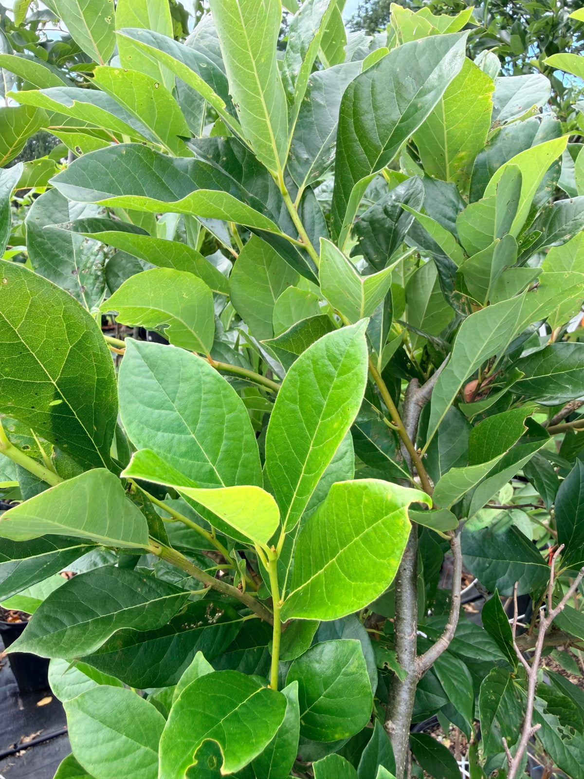 Nyssa sylvatica 'Green Gable' (Black Gum) Tree