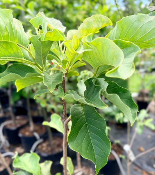 Magnolia x 'Daybreak'