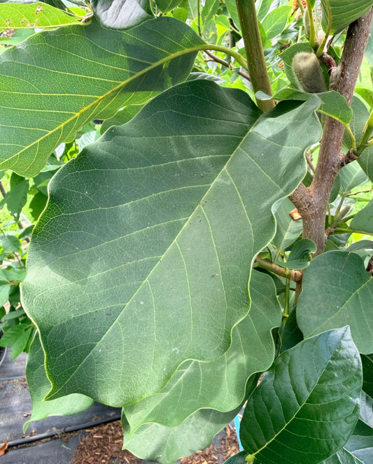Magnolia x 'Blushing Belle'