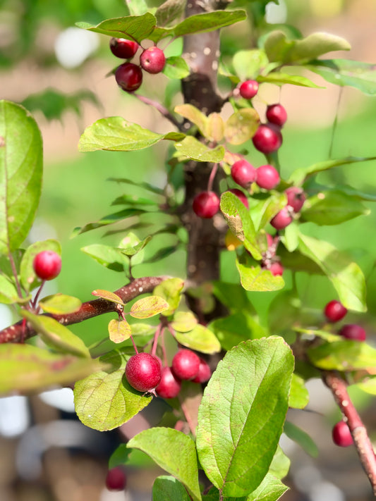 Malus 'Adams' (Crab Apple) Tree